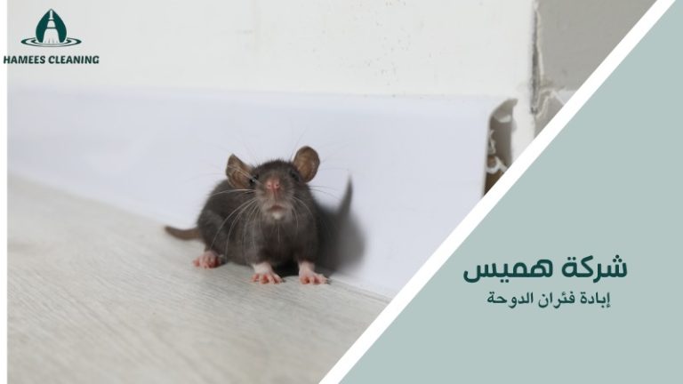 إبادة فئران الدوحة