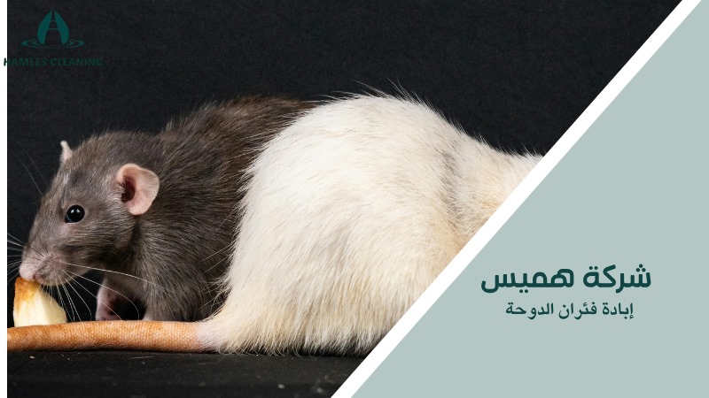 إبادة فئران الدوحة