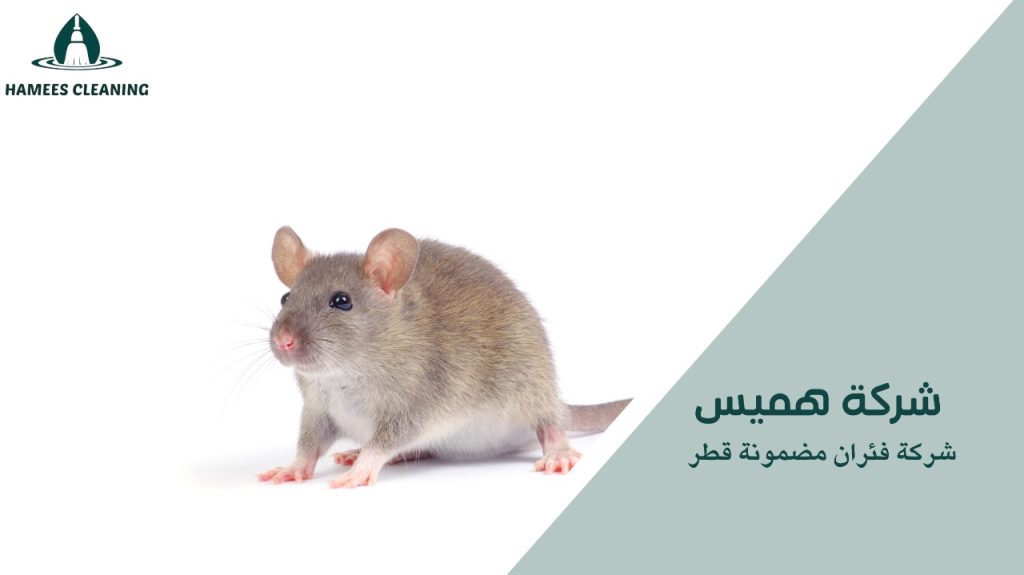 شركة فئران مضمونة قطر
