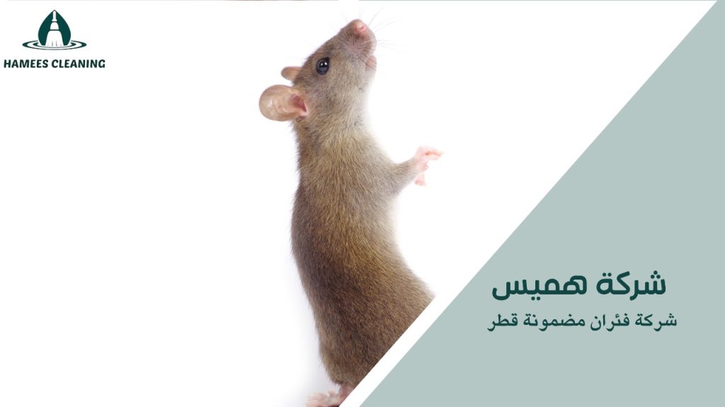 شركة فئران مضمونة قطر