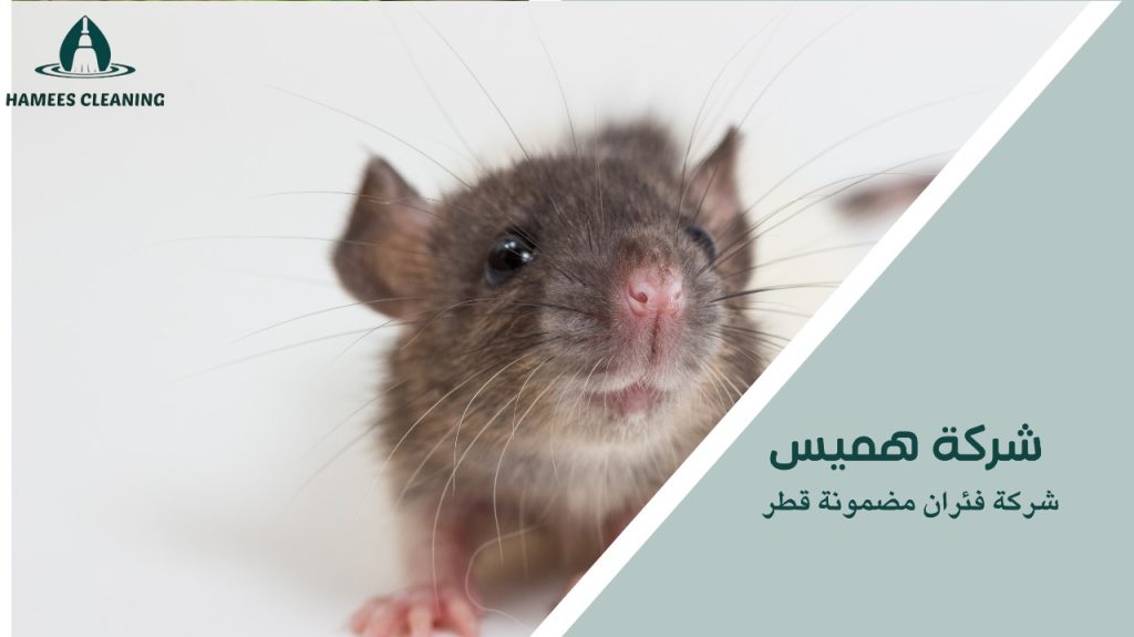 شركة فئران مضمونة قطر