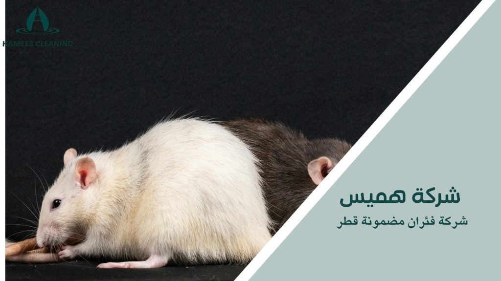 شركة فئران مضمونة قطر