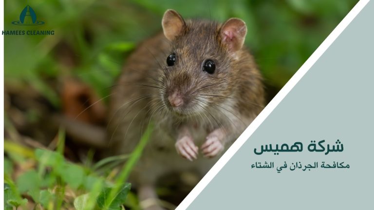 مكافحة الجرذان في الشتاء