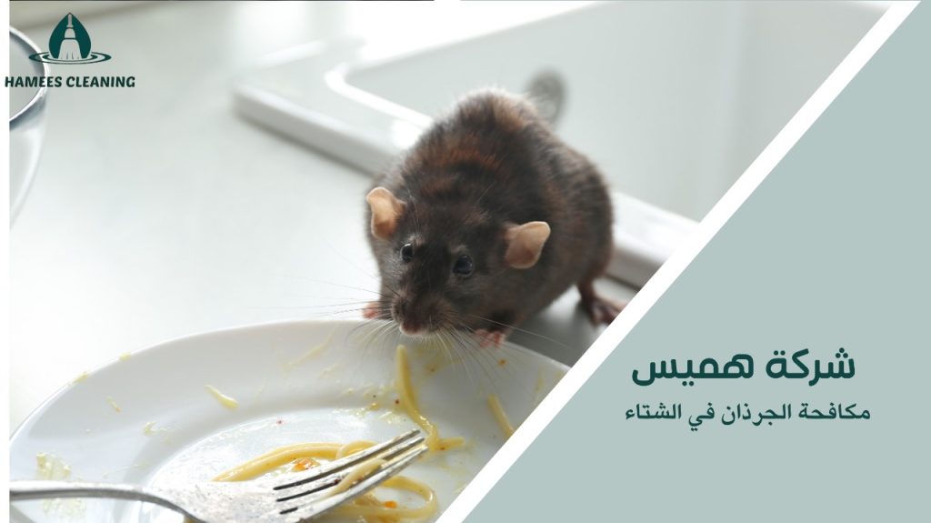 مكافحة الجرذان في الشتاء