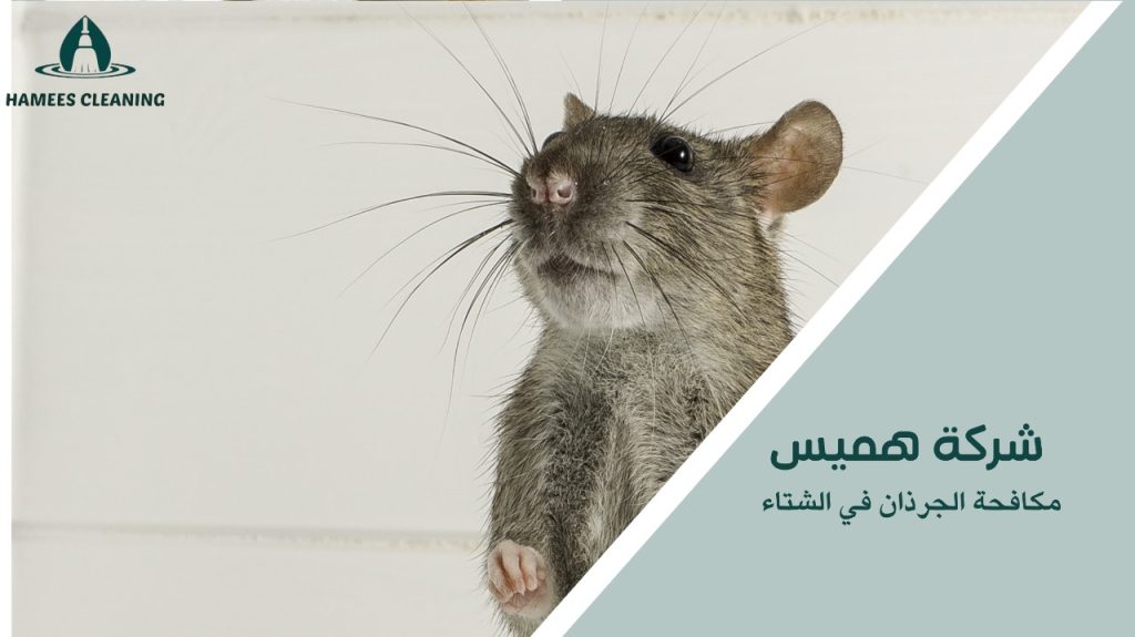 مكافحة الجرذان في الشتاء