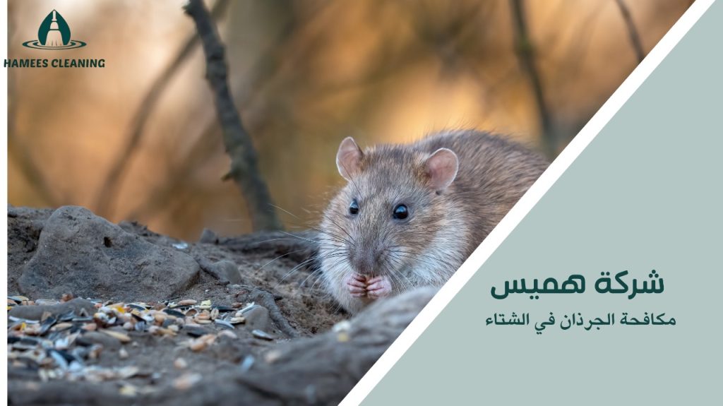 مكافحة الجرذان في الشتاء