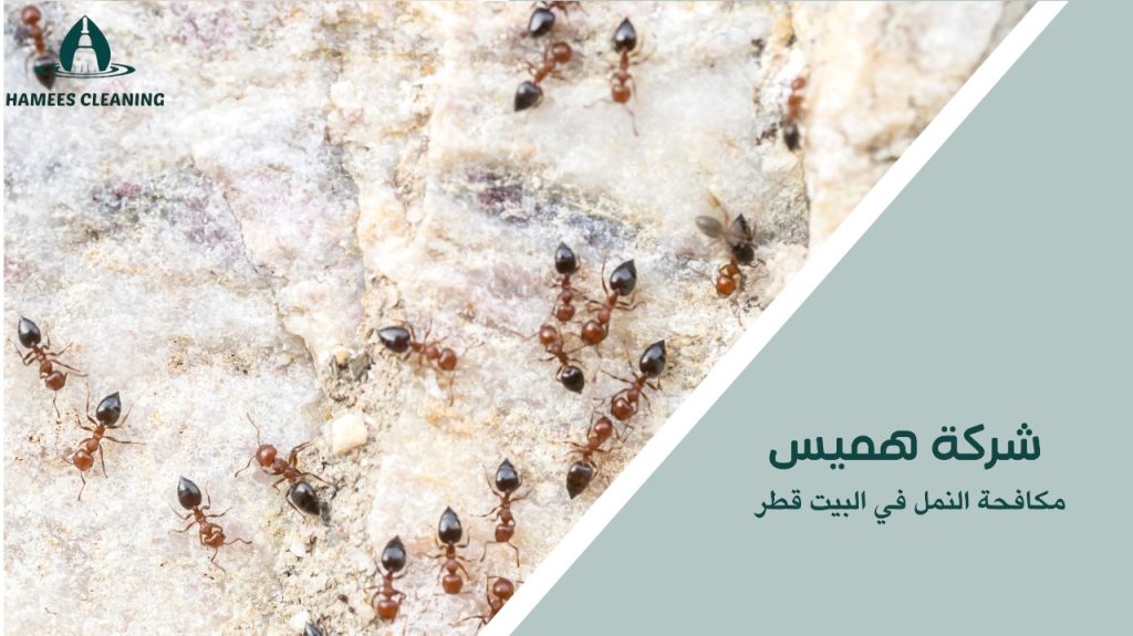مكافحة النمل في البيت قطر