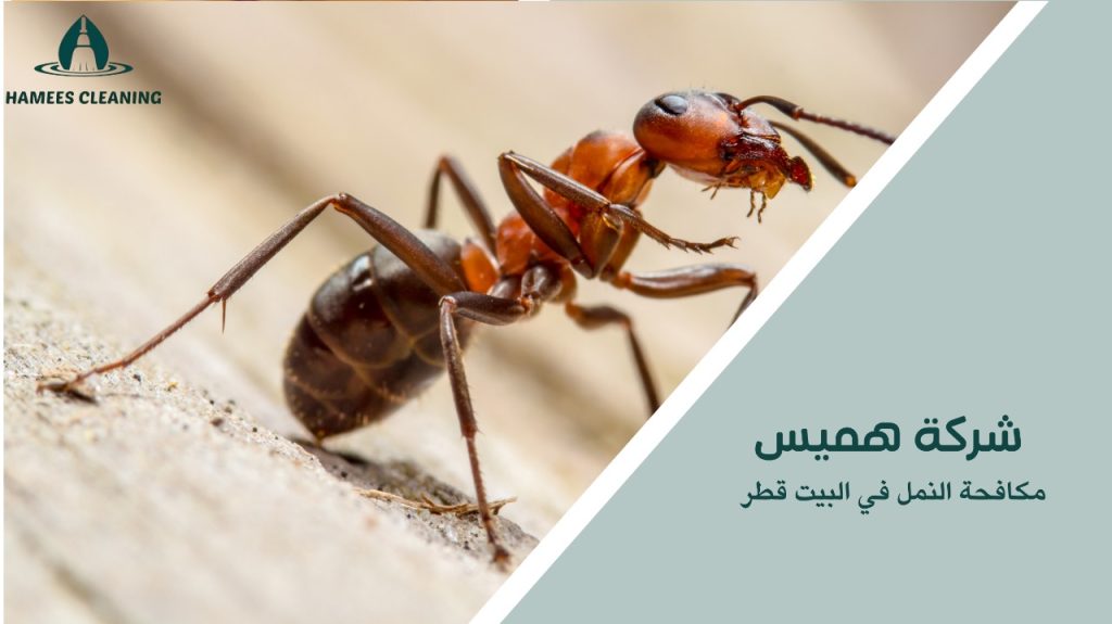 مكافحة النمل في البيت قطر