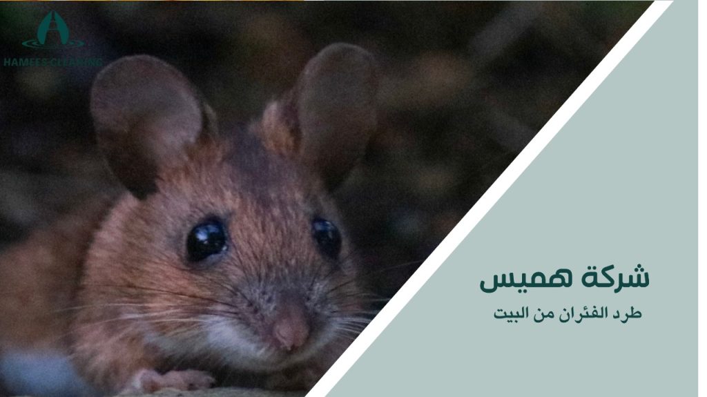 طرد الفئران من البيت