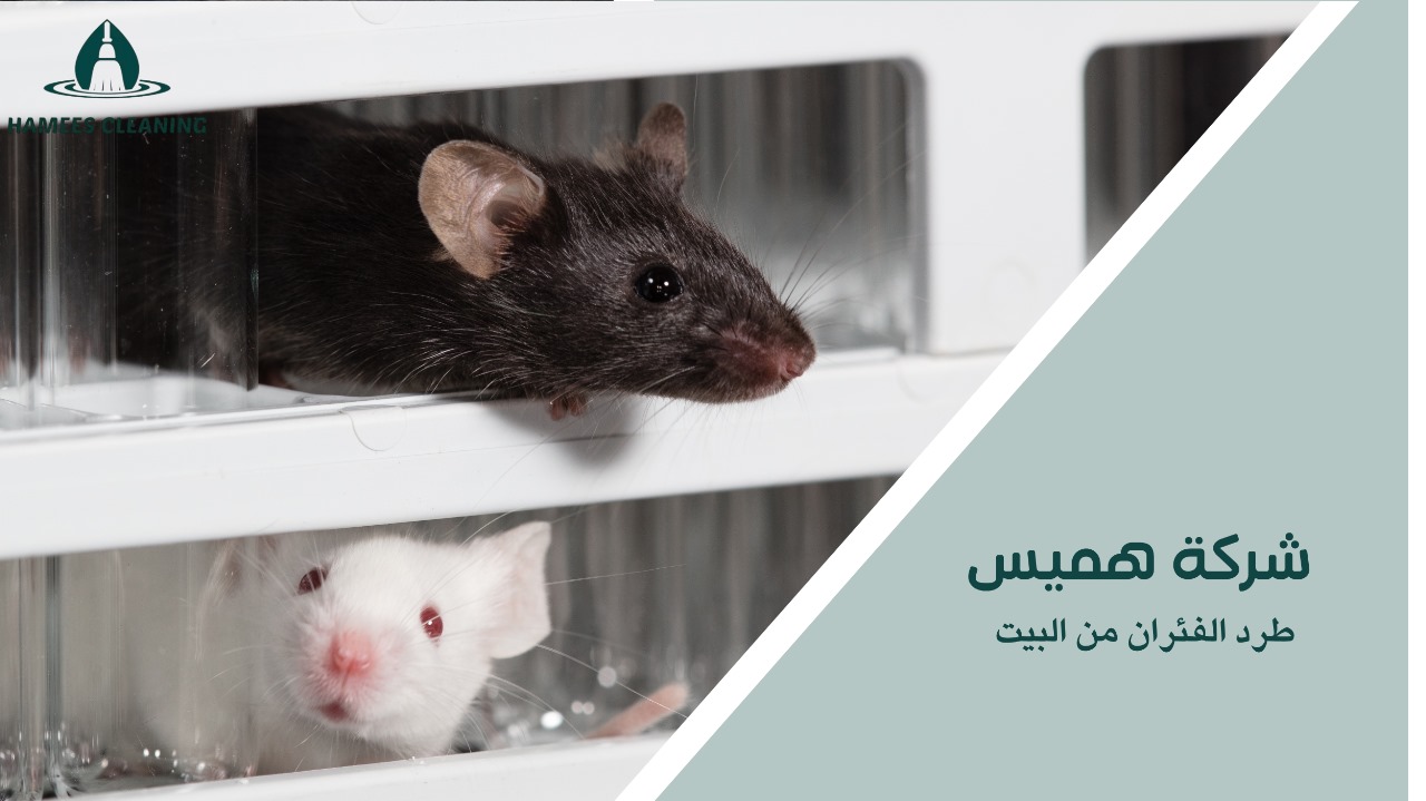 طرد الفئران من البيت