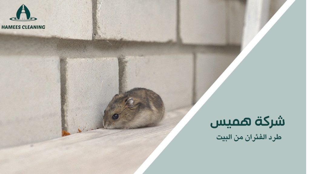 طرد الفئران من البيت