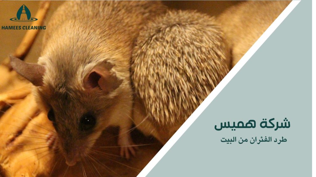 طرد الفئران من البيت