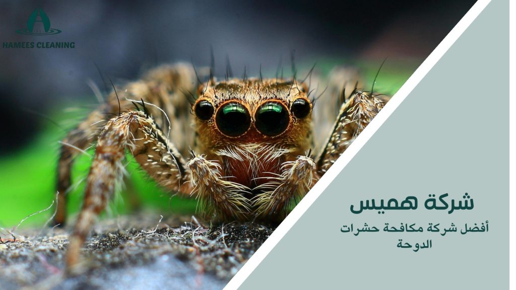 أفضل شركة مكافحة حشرات الدوحة