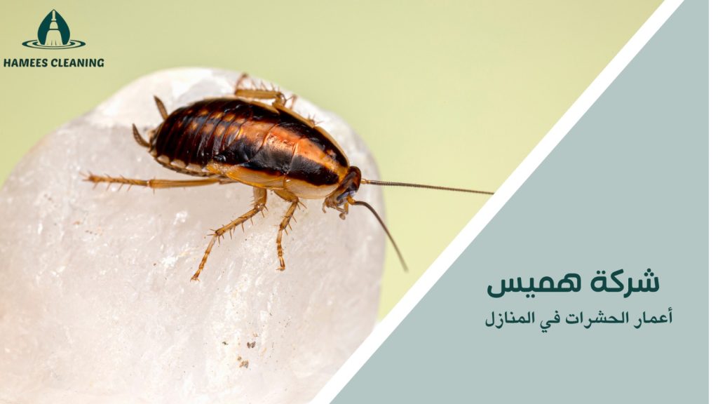 أعمار الحشرات في المنازل