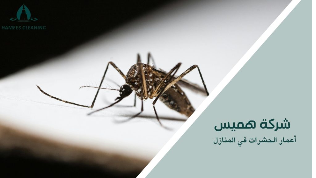 أعمار الحشرات في المنازل