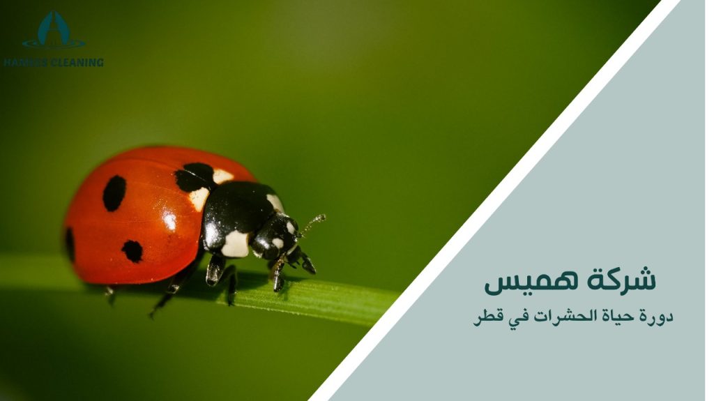 دورة حياة الحشرات في قطر