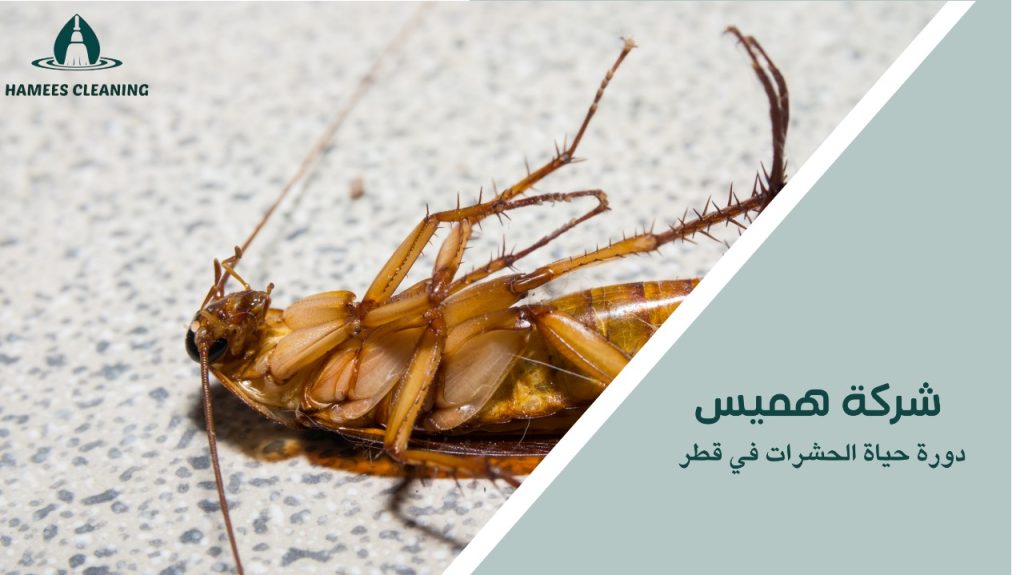 دورة حياة الحشرات في قطر