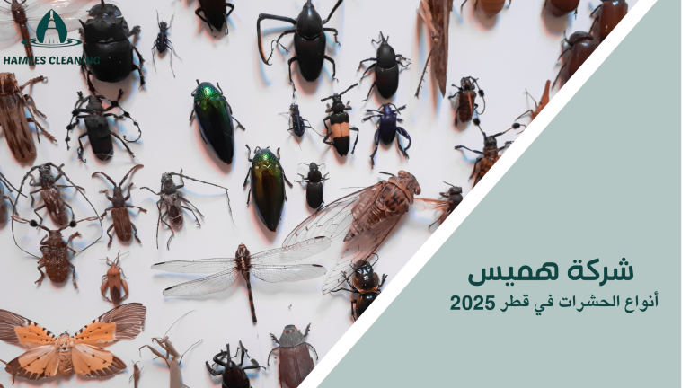 أنواع الحشرات في قطر 2025