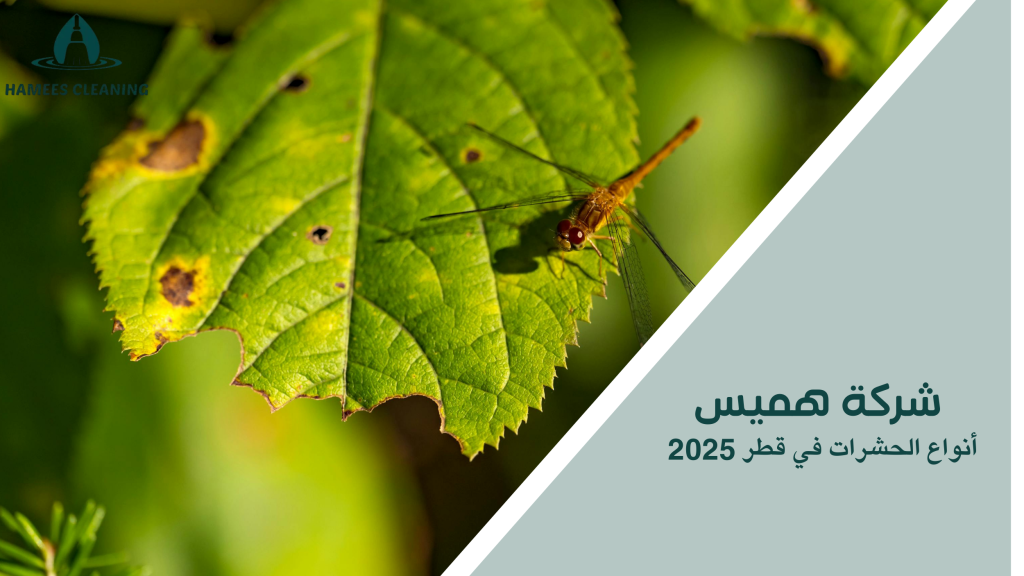 أنواع الحشرات في قطر 2025