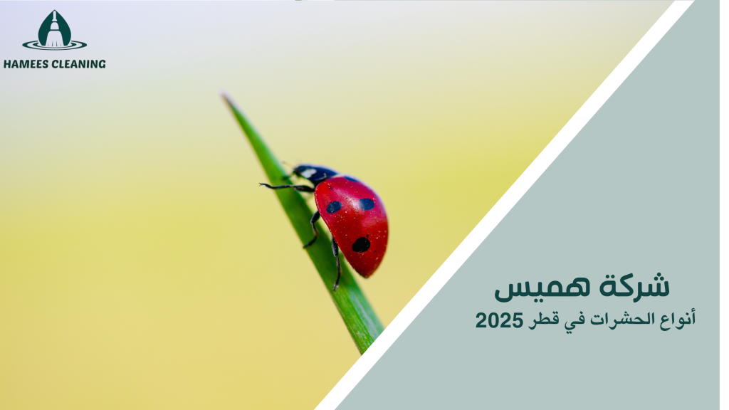 أنواع الحشرات في قطر 2025