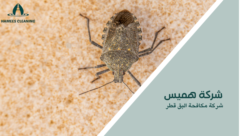 شركة مكافحة البق قطر