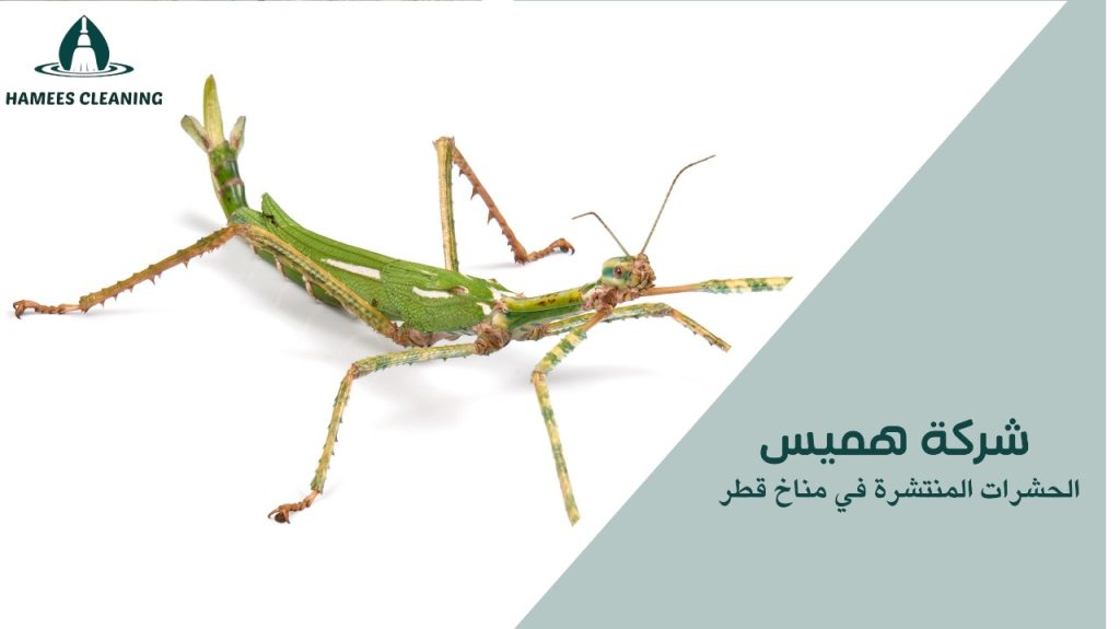 الحشرات المنتشرة في مناخ قطر