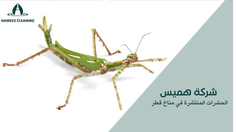 الحشرات المنتشرة في مناخ قطر
