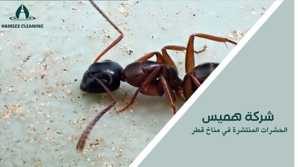 الحشرات المنتشرة في مناخ قطر