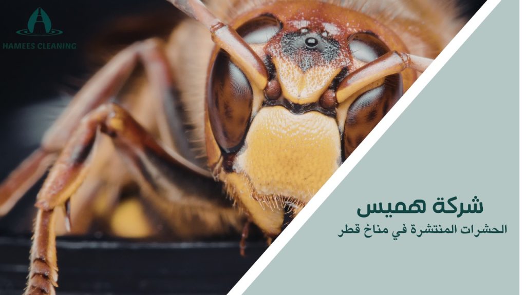 الحشرات المنتشرة في مناخ قطر