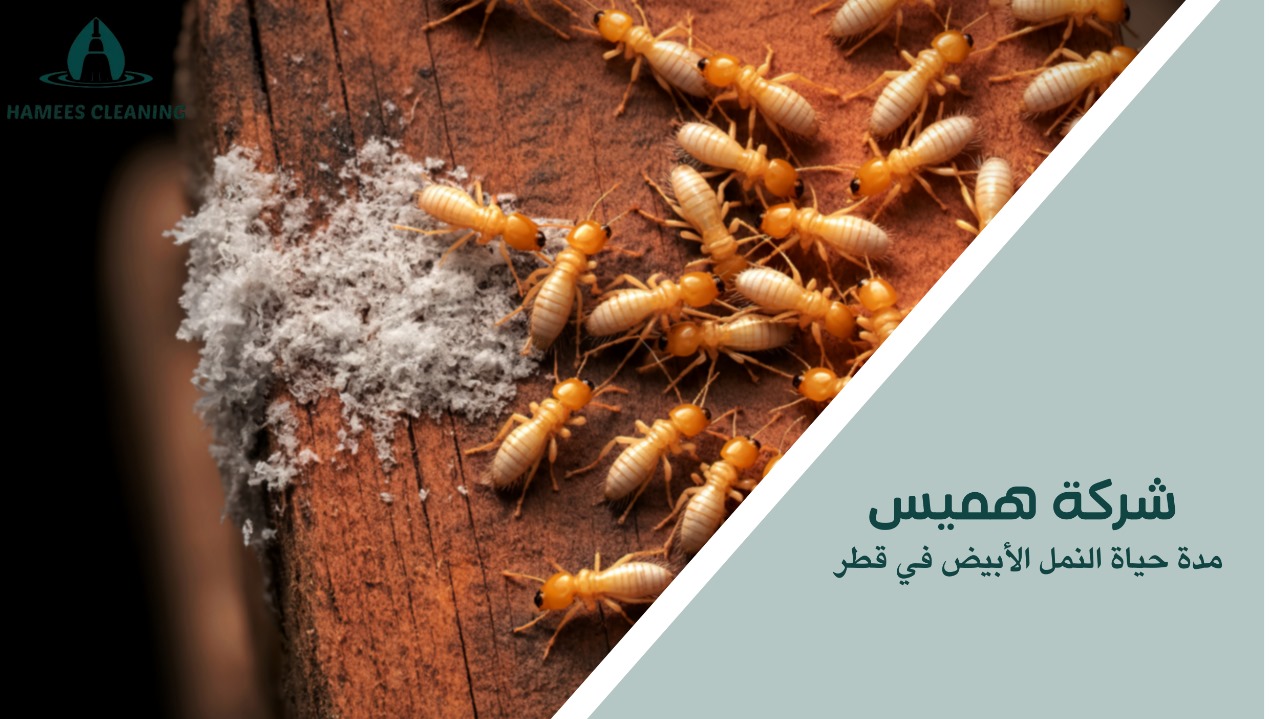 مدة حياة النمل الأبيض في قطر