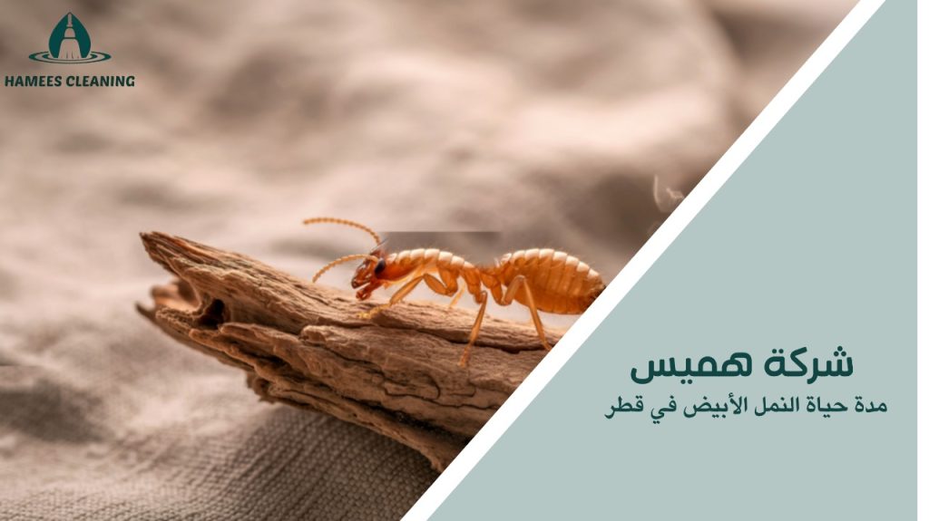مدة حياة النمل الأبيض في قطر