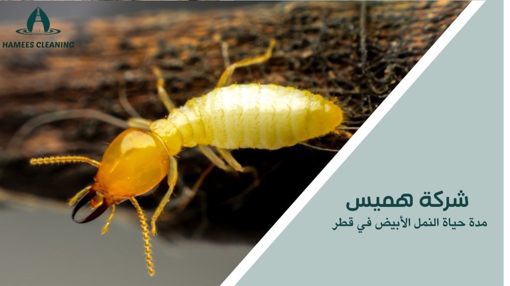 مدة حياة النمل الأبيض في قطر