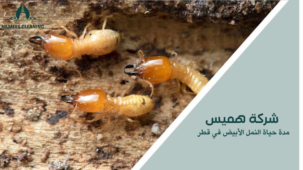 مدة حياة النمل الأبيض في قطر