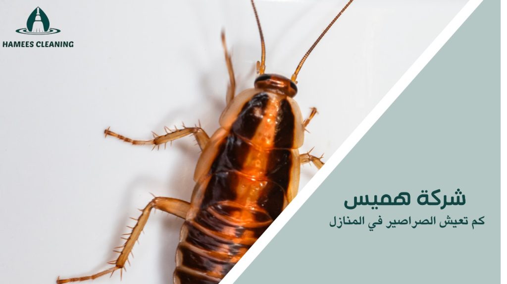 كم تعيش الصراصير في المنازل