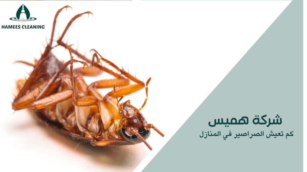 كم تعيش الصراصير في المنازل