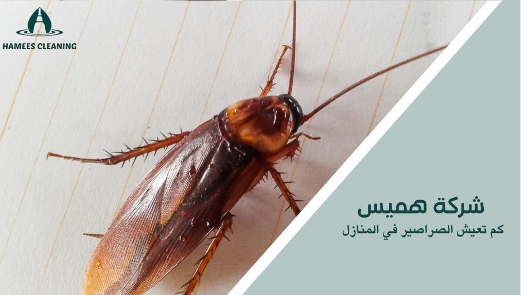 كم تعيش الصراصير في المنازل