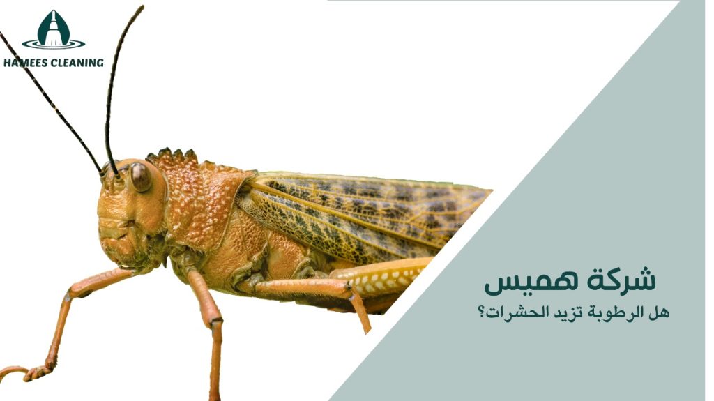 هل الرطوبة تزيد الحشرات؟