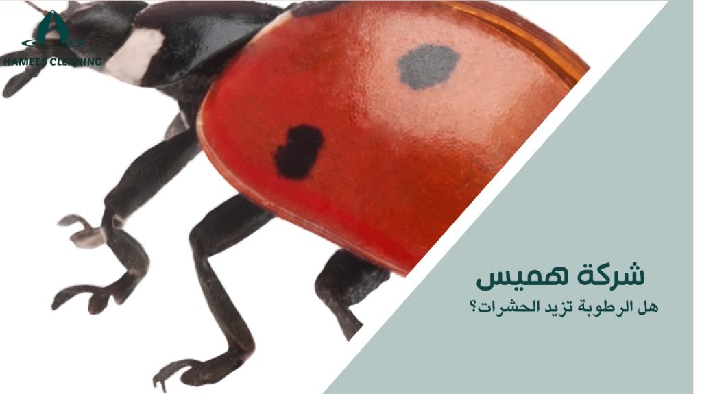 هل الرطوبة تزيد الحشرات؟