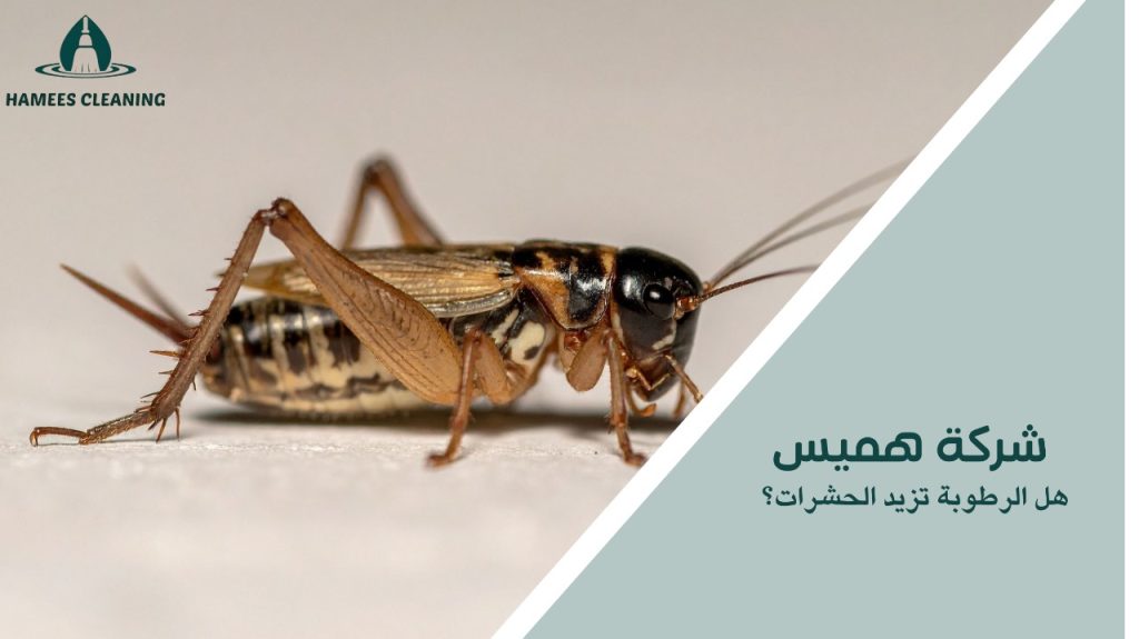 هل الرطوبة تزيد الحشرات؟