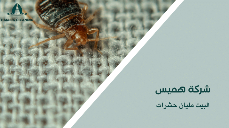 البيت مليان حشرات