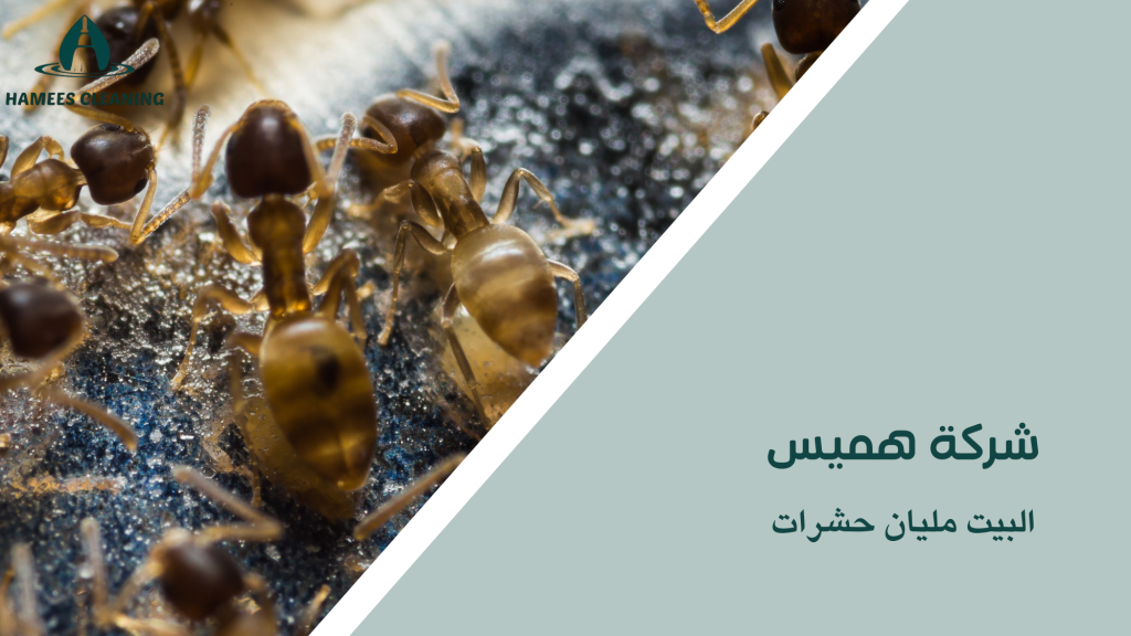 البيت مليان حشرات