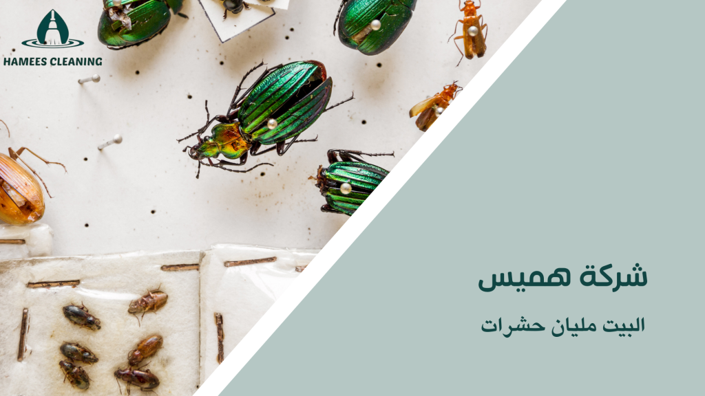 البيت مليان حشرات