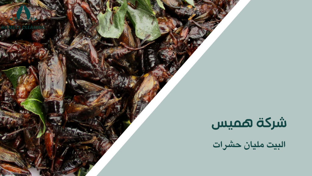 البيت مليان حشرات