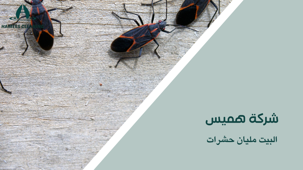 البيت مليان حشرات