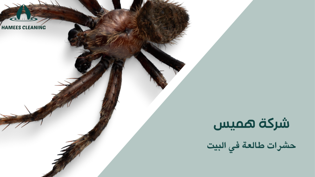 حشرات طالعة في البيت