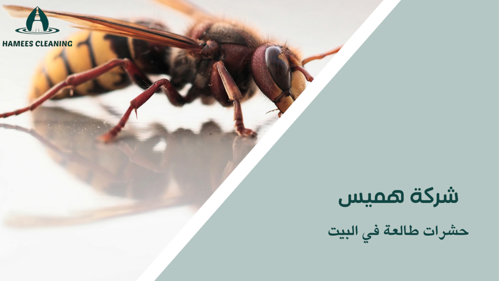 حشرات طالعة في البيت