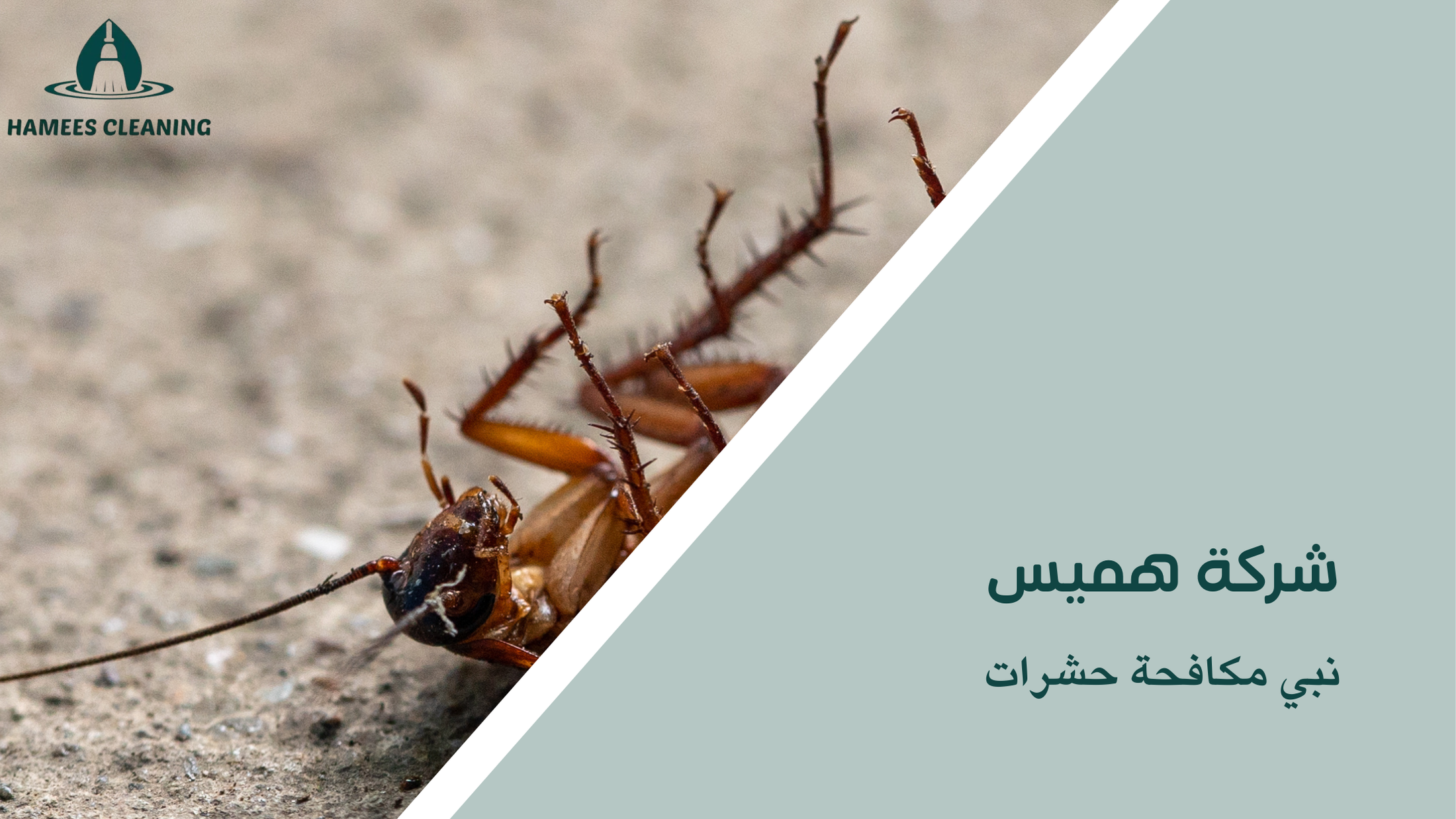 نبي مكافحة حشرات