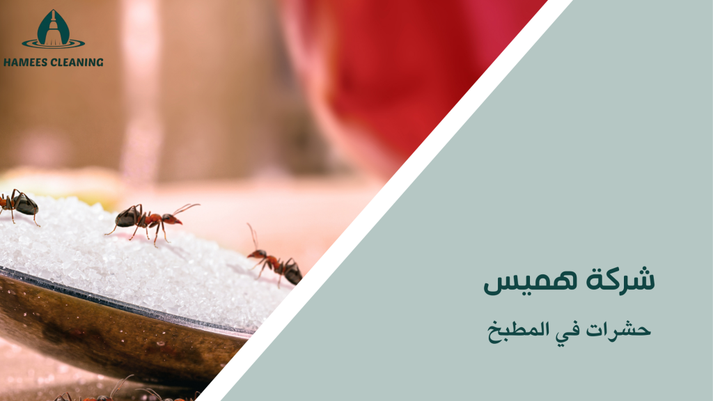 حشرات في المطبخ