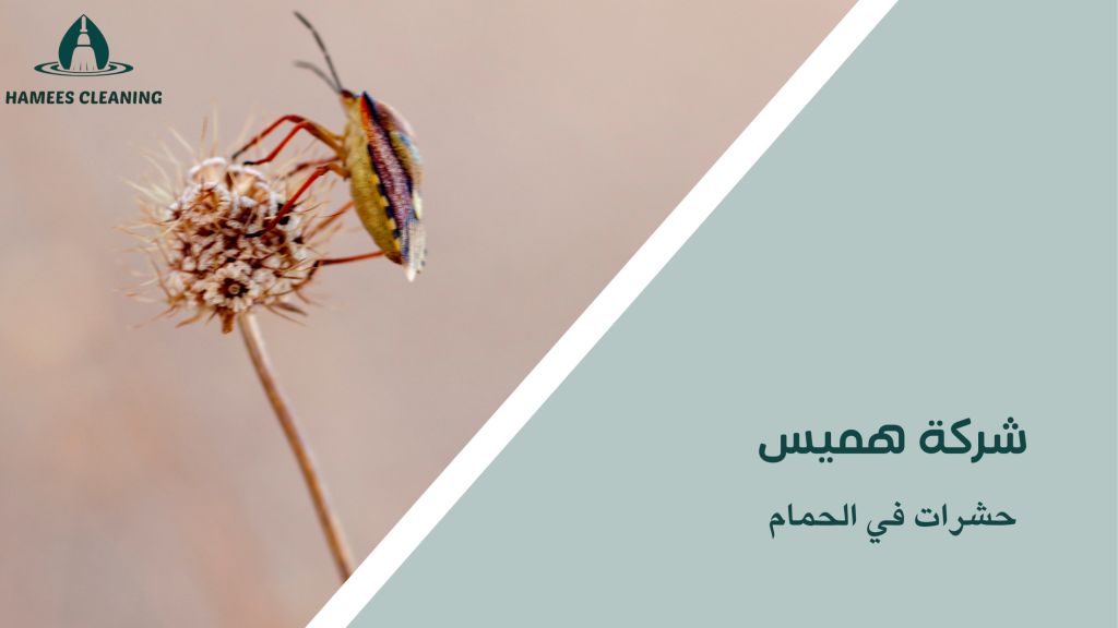 حشرات في الحمام