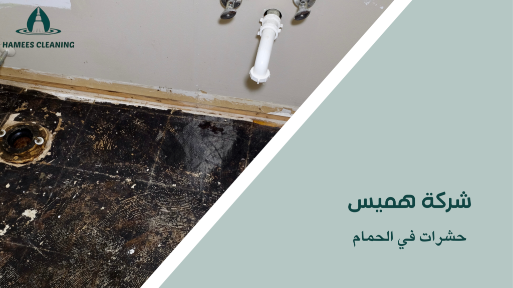 حشرات في الحمام